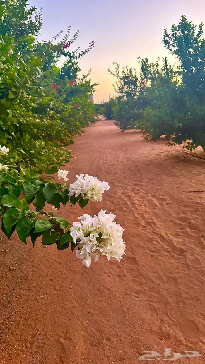 بستان للإيجار اليومي في حائل (القاعد) 10 آلاف متر 4