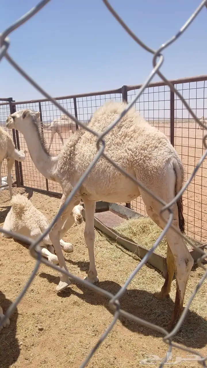 ثلاث قعدان للبيع القعدان طيبه وبريات 3
