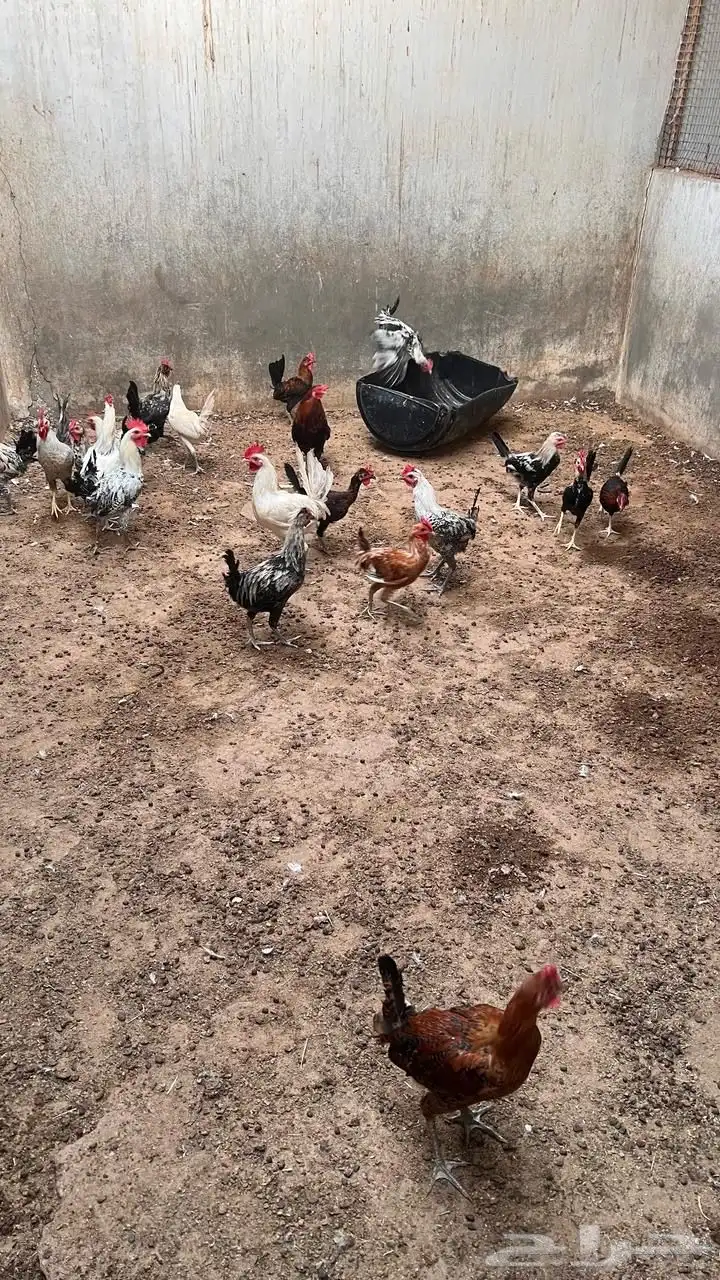 أدياكه العدد تغريبا 40 الي يبي ياكل او يربي 3