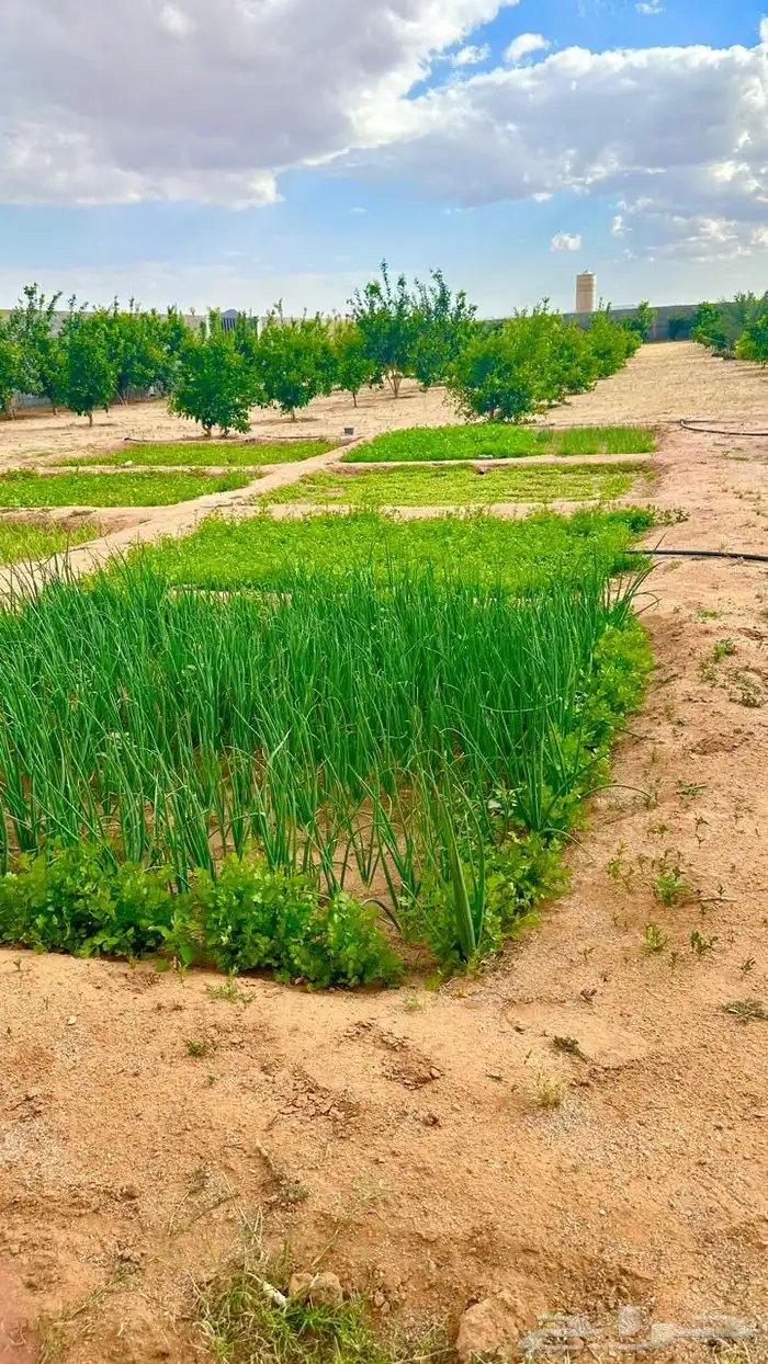 بستان للإيجار اليومي في حائل (القاعد) 10 آلاف متر 2