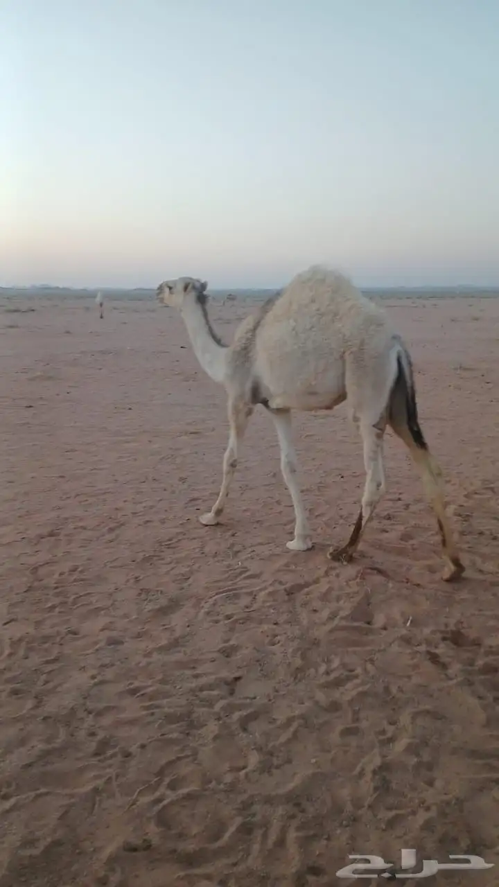ثلاث قعدان للبيع القعدان طيبه وبريات 0