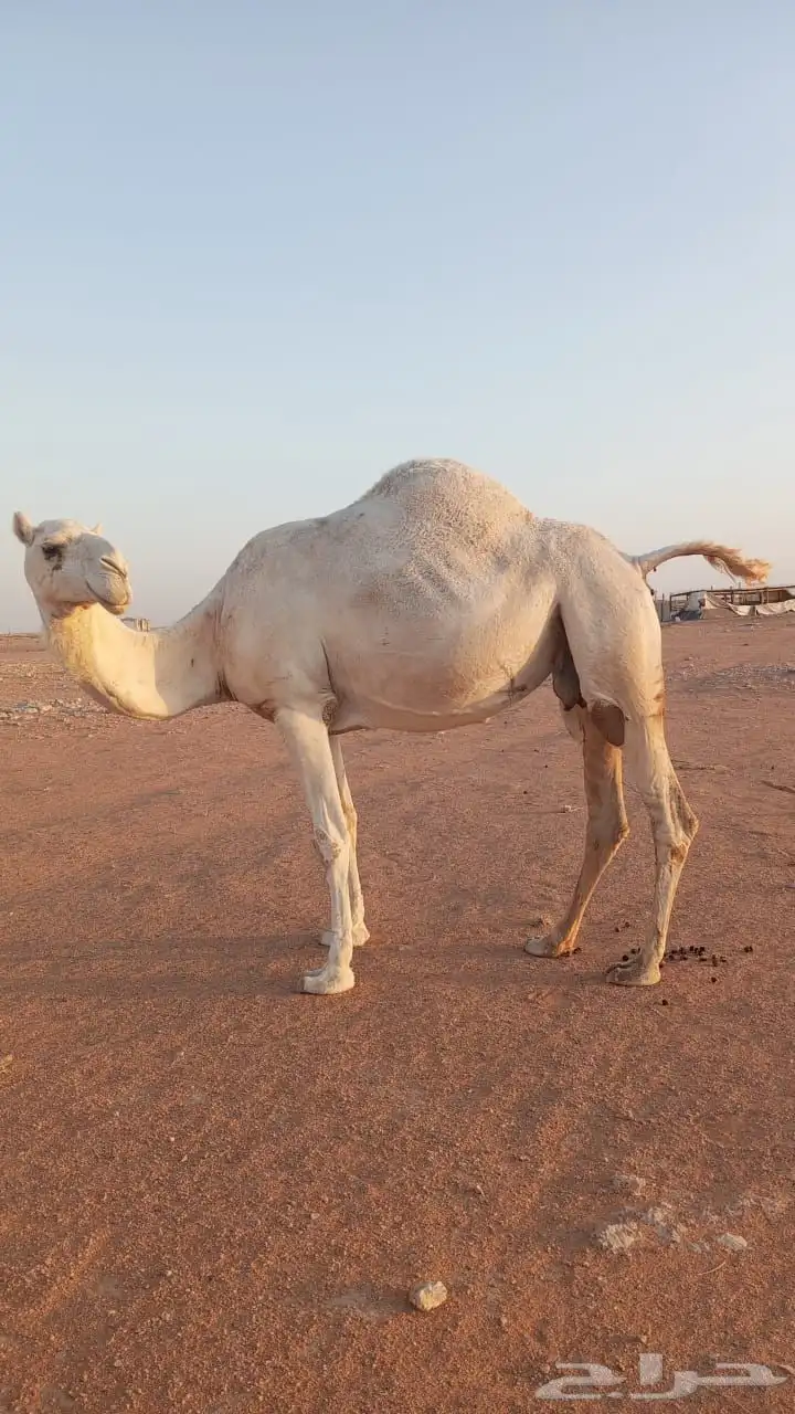 ابل نياق 0