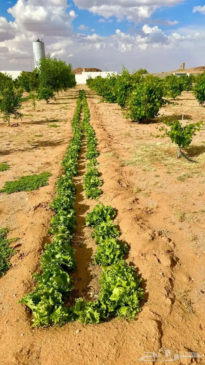 بستان للإيجار اليومي في حائل (القاعد) 10 آلاف متر 1