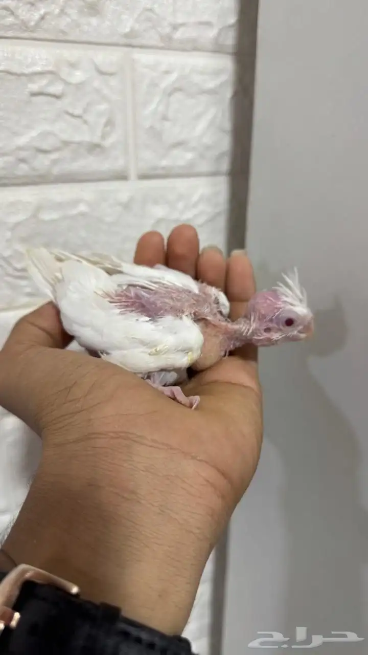 فرخ كروان البينو 1
