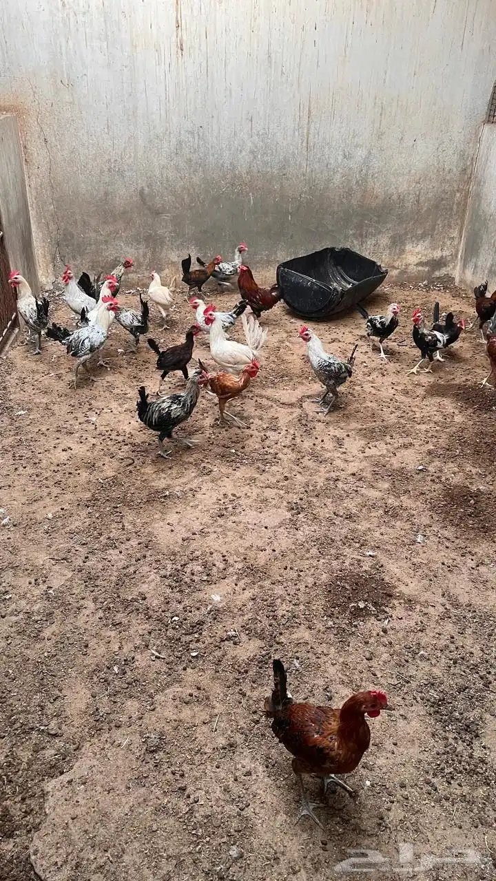 أدياكه العدد تغريبا 40 الي يبي ياكل او يربي 0