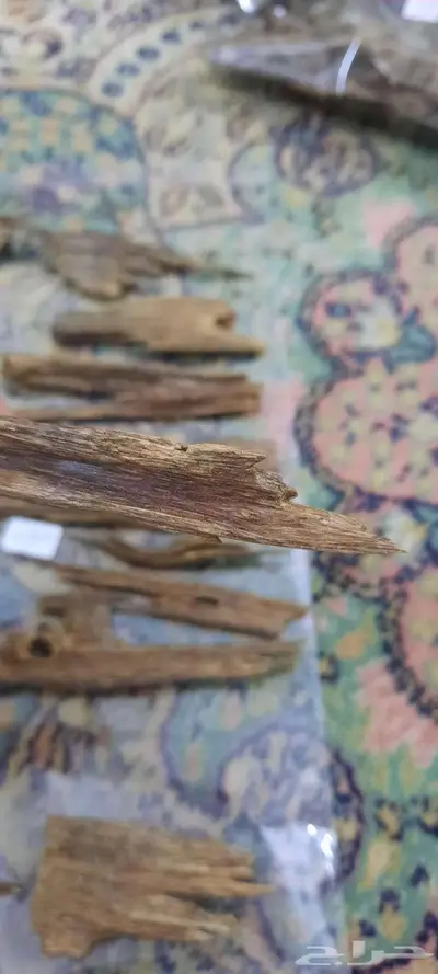 عرض من تشكيلة العود ليوم الجمعة 5