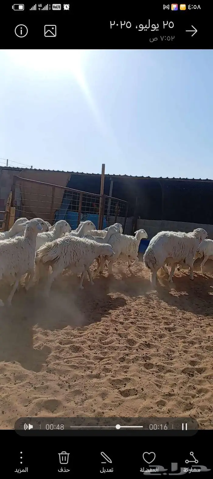 للبيع حريات طيبه دفيع وحصيب كلها اشباب مخ 6