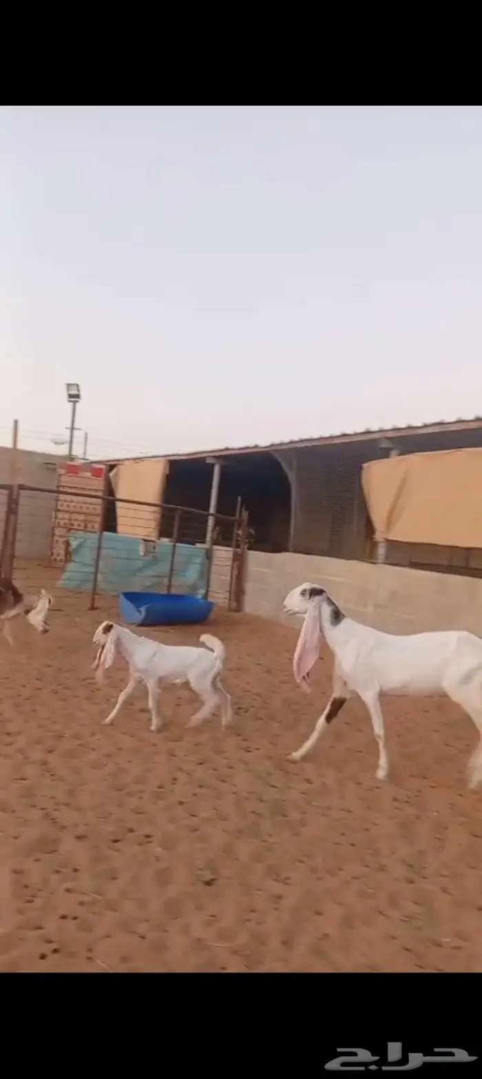 للبيع حريات طيبه دفيع وحصيب كلها اشباب مخ 2