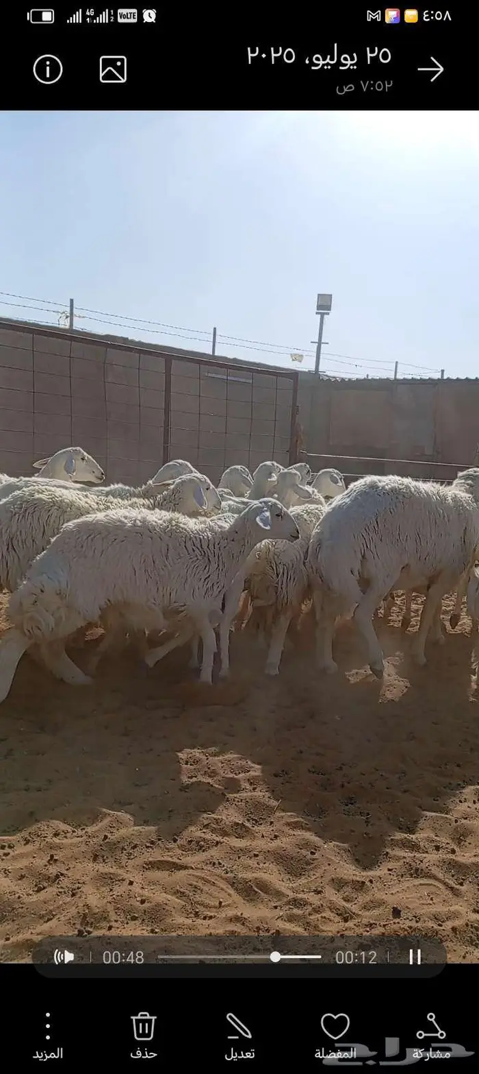 للبيع حريات طيبه دفيع وحصيب كلها اشباب مخ 10