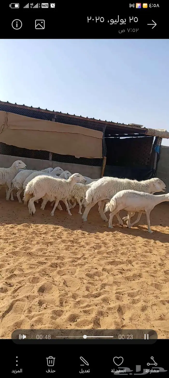 للبيع حريات طيبه دفيع وحصيب كلها اشباب مخ 5