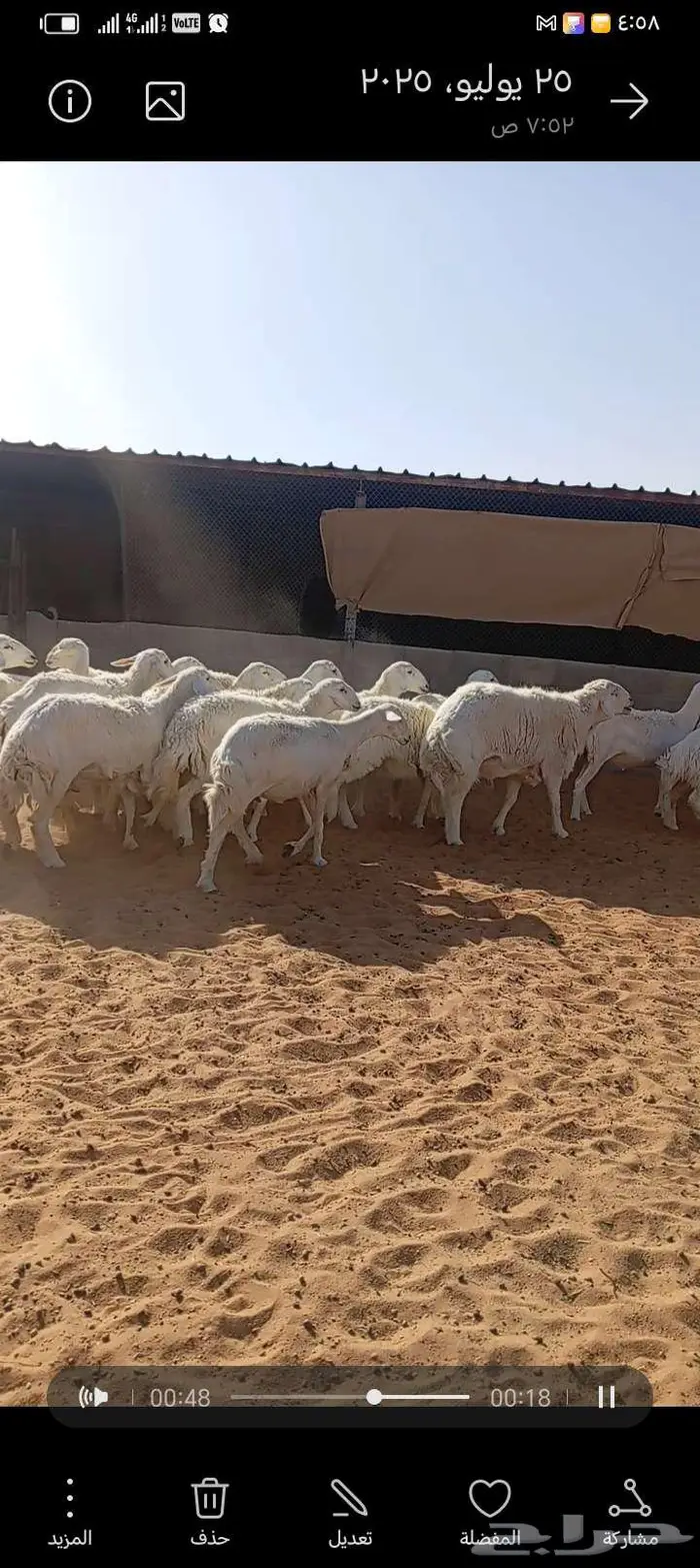 للبيع حريات طيبه دفيع وحصيب كلها اشباب مخ 7