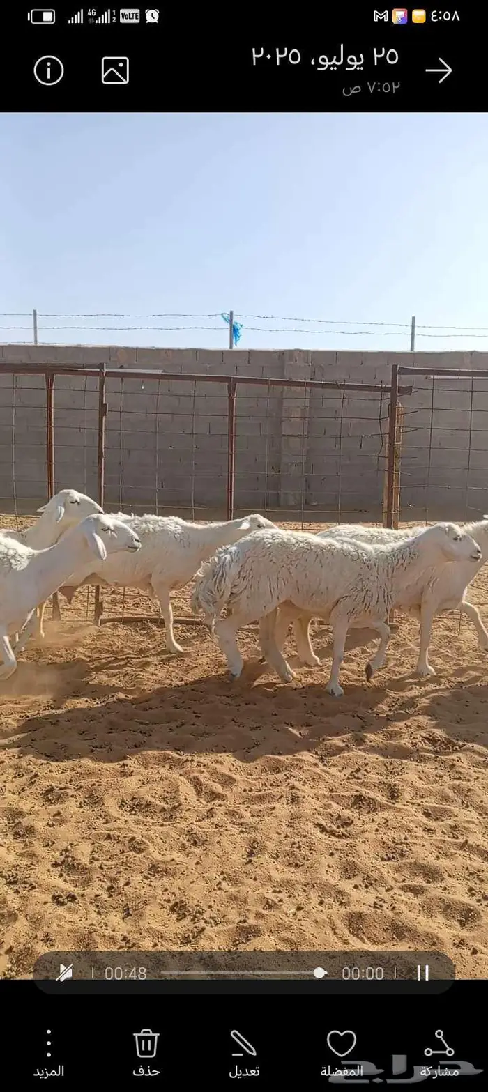 للبيع حريات طيبه دفيع وحصيب كلها اشباب مخ 8