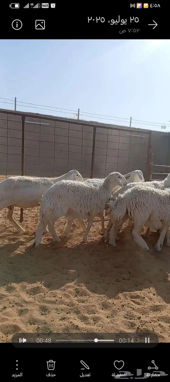 للبيع حريات طيبه دفيع وحصيب كلها اشباب مخ 4