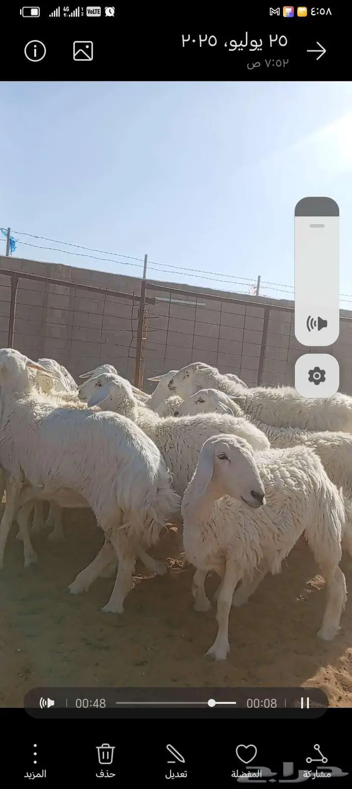 للبيع حريات طيبه دفيع وحصيب كلها اشباب مخ 0