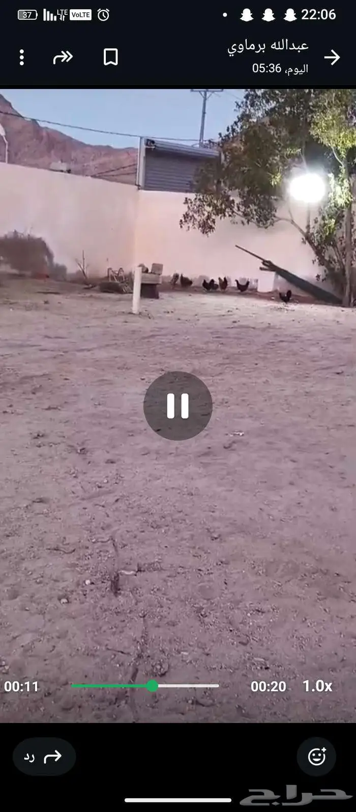 دجاج بلدي بياض شرط ونظيف 1