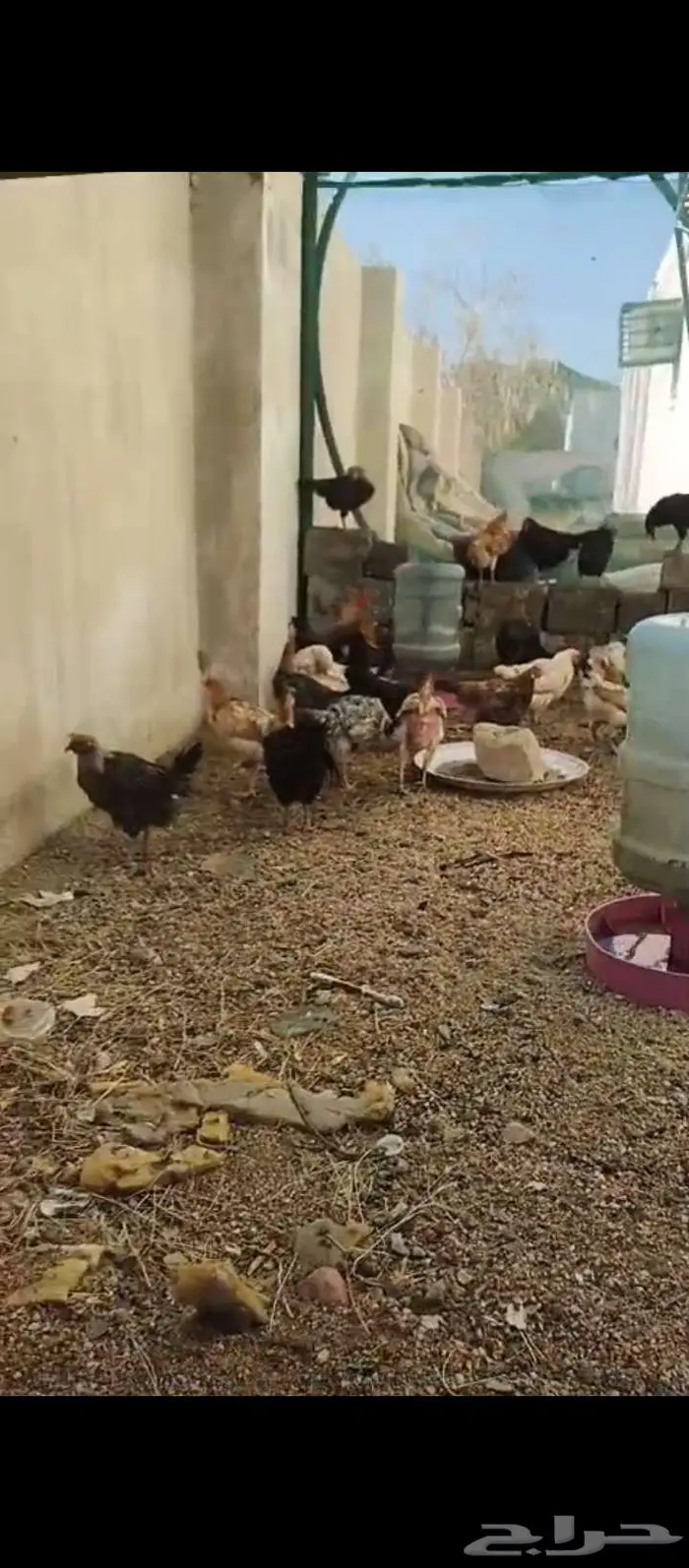 دجاج بلدي بياض شرط ونظيف 0