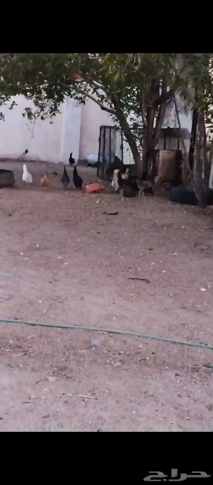 دجاج بلدي بياض شرط ونظيف 2