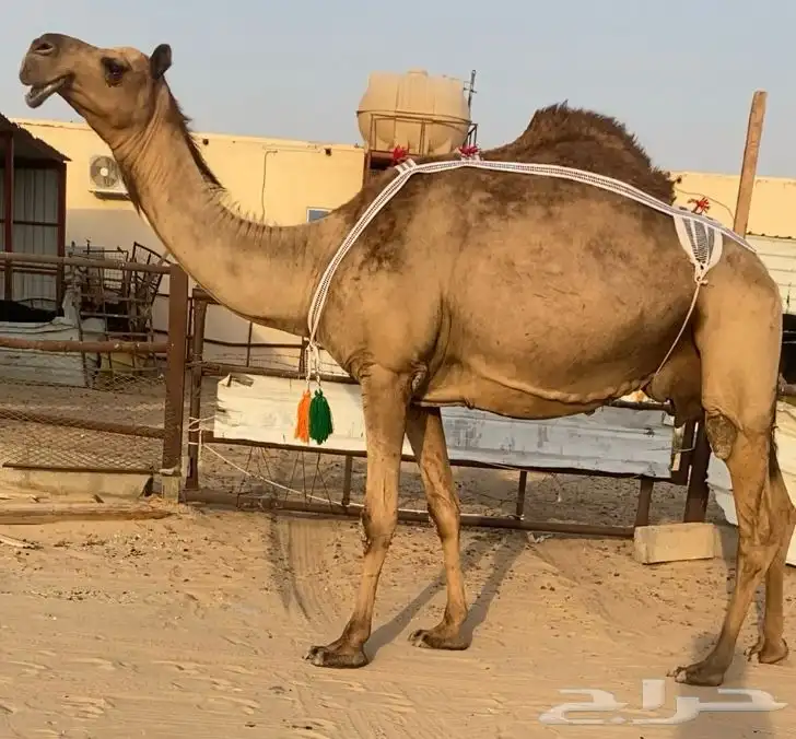 خلفه هديه تحتها بكره طيبه كفو هديه حليب شروط مجهم 0