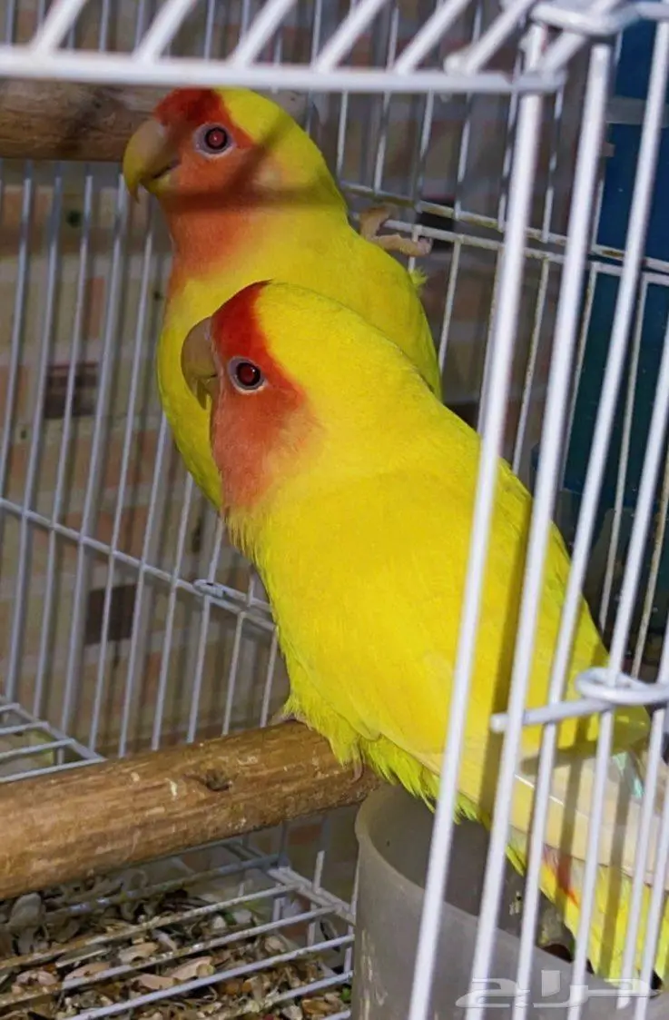 للبيع جوز روز لاتينو عيون حمر منتج 3