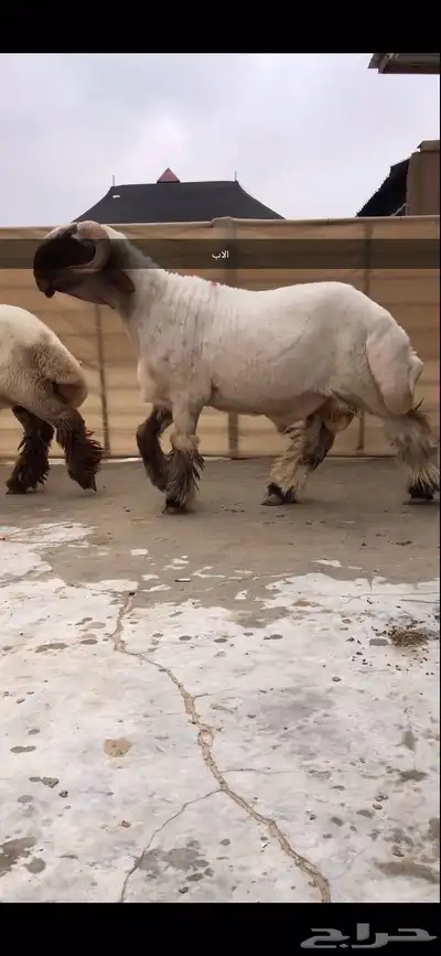 جذع نعيم صنف خصم الخصم 2