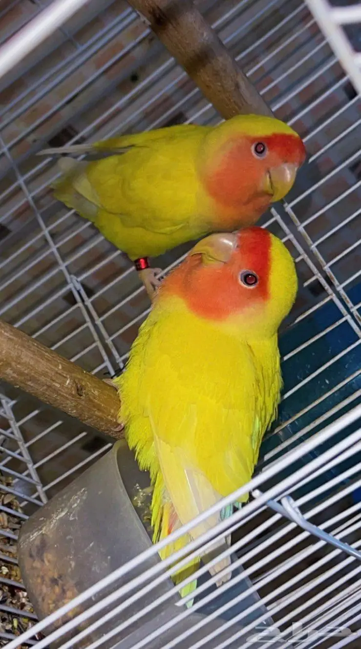 للبيع جوز روز لاتينو عيون حمر منتج 1