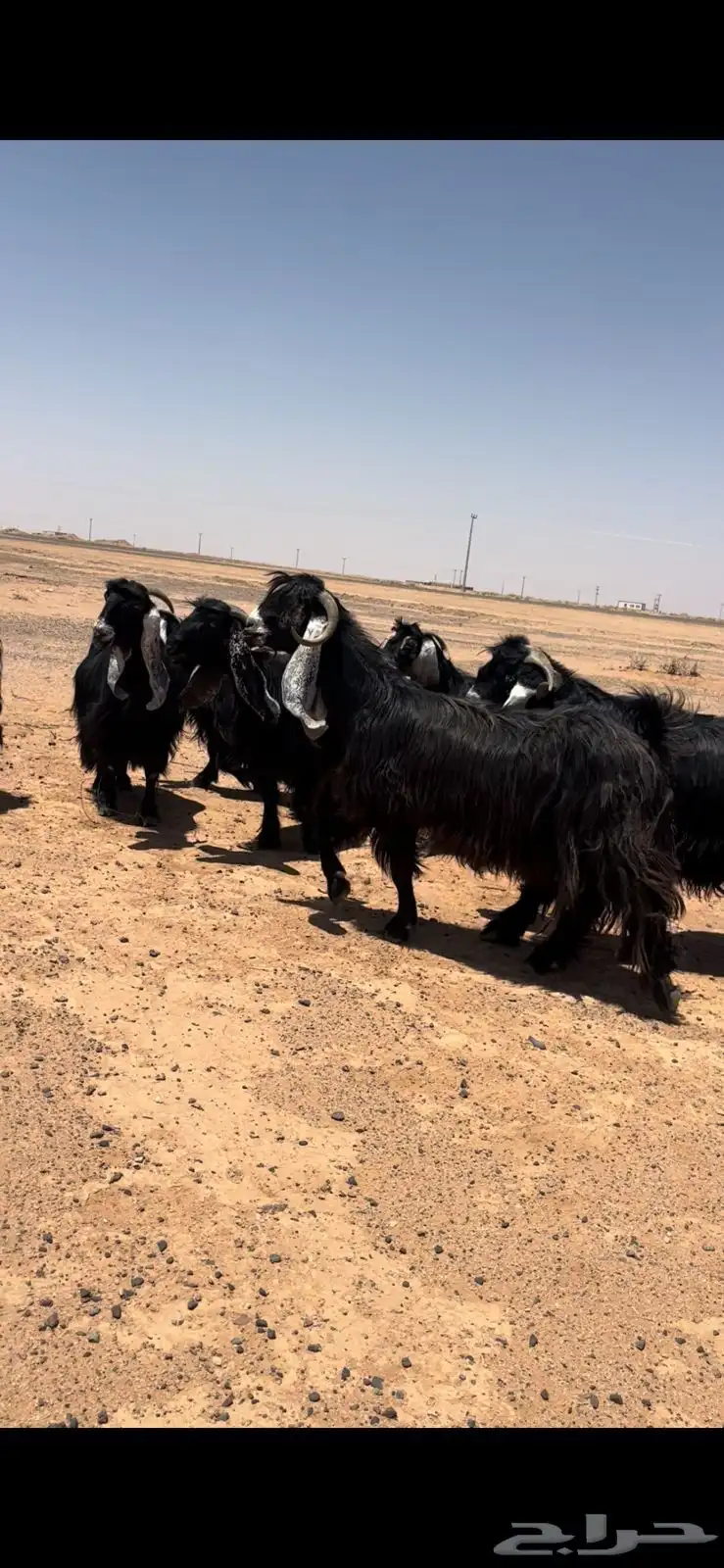 معزاء عوارض صنف مراح واحد نقوه بفحلها 6