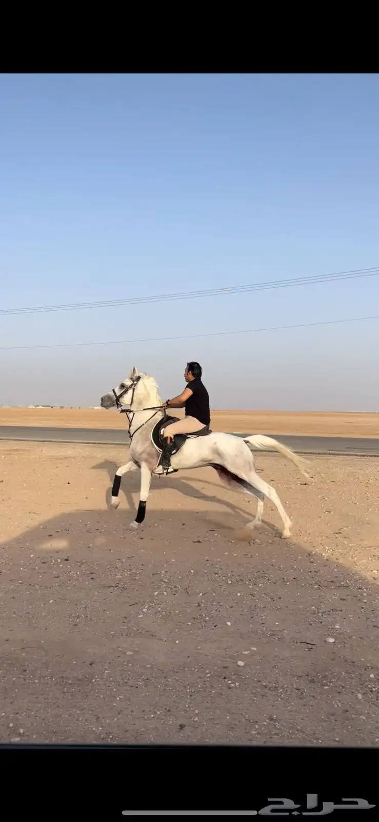 حصان شعبي عمره 5سنوات الحصان سبوق من خيول نجران 0