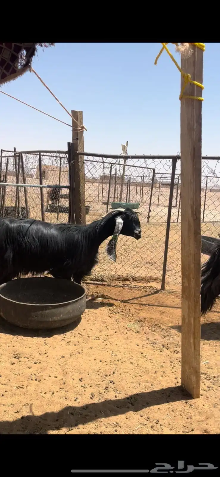 معزاء عوارض صنف مراح واحد نقوه بفحلها 2