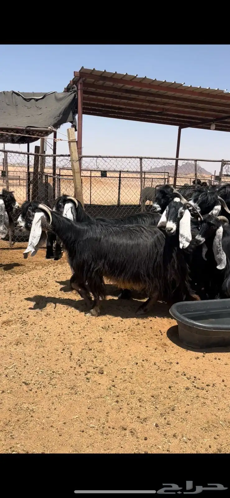 معزاء عوارض صنف مراح واحد نقوه بفحلها 5