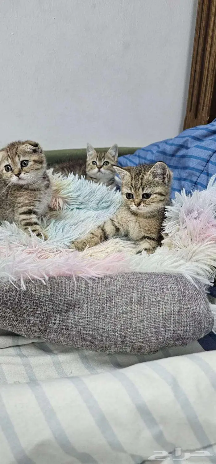 كيتن سكوتش فولد و استريت بيووور 3