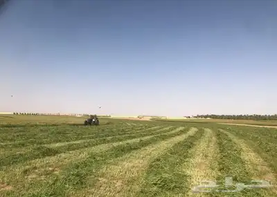 للبيع علف بلوبنك معه خلط مليسا 5