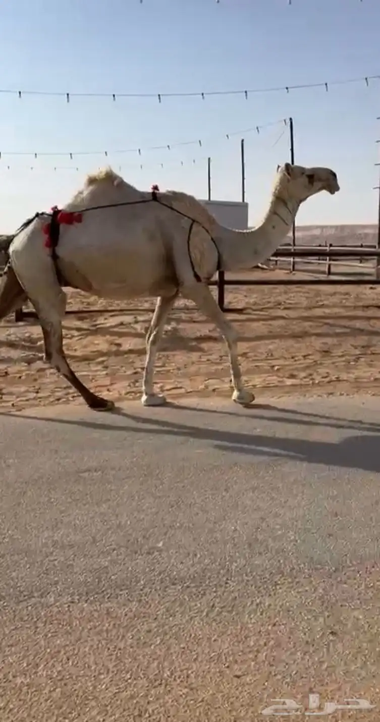 ناقة وضحاء لقحة للبيع 1