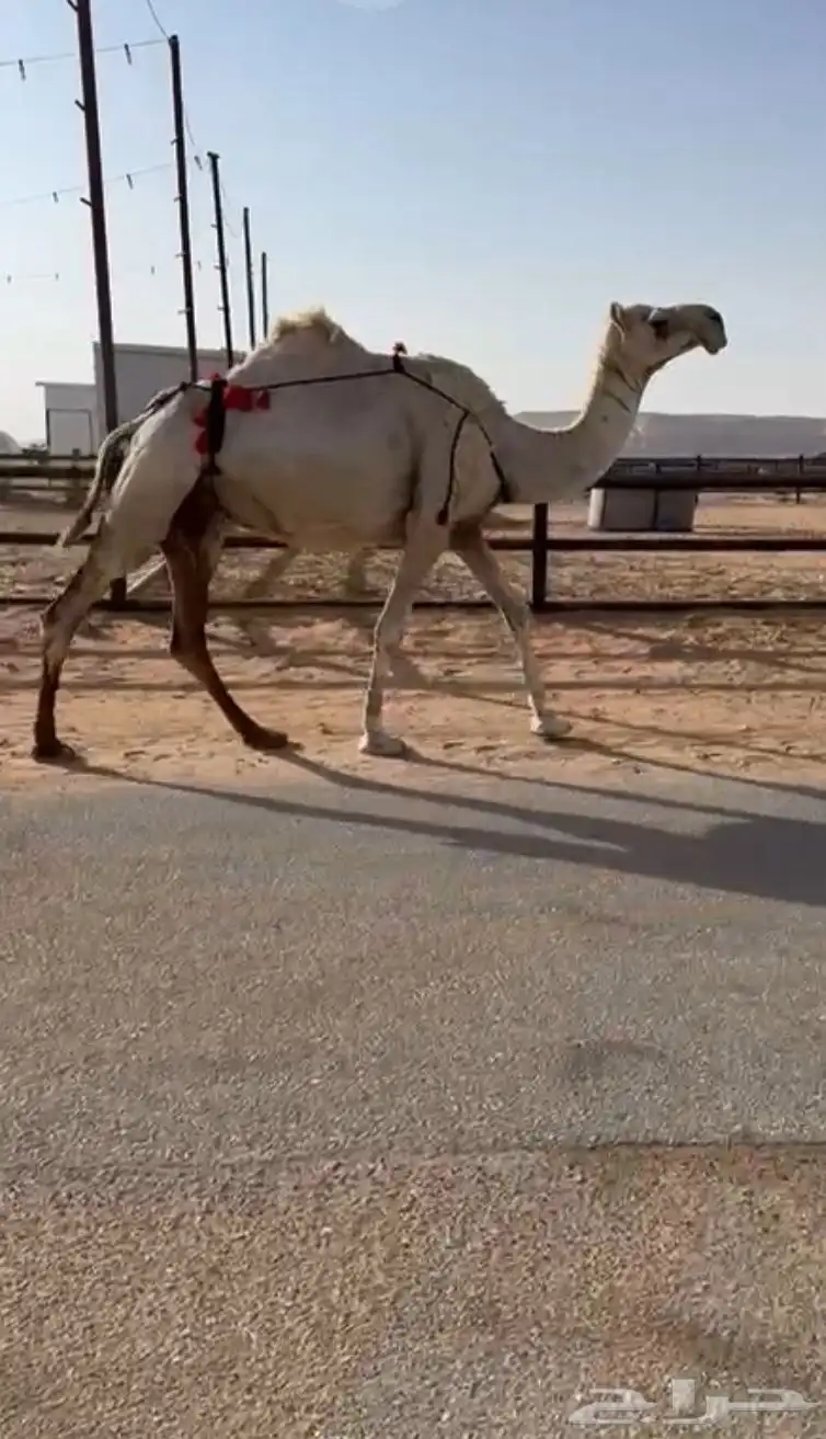 ناقة وضحاء لقحة للبيع 0