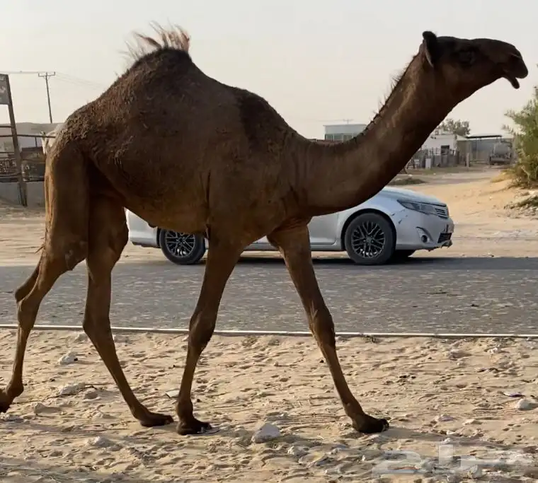 خلفه هديه تحتها بكره طيبه كفو هديه حليب شروط مجهم 1