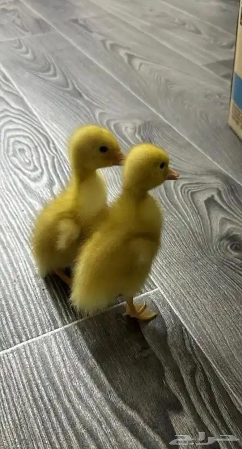 زوج صوص بط صغار للتبني او للبيع عالسوم 0