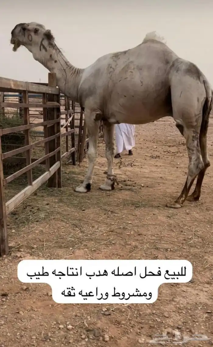 فحل أوضح على سلالات الهدب 0