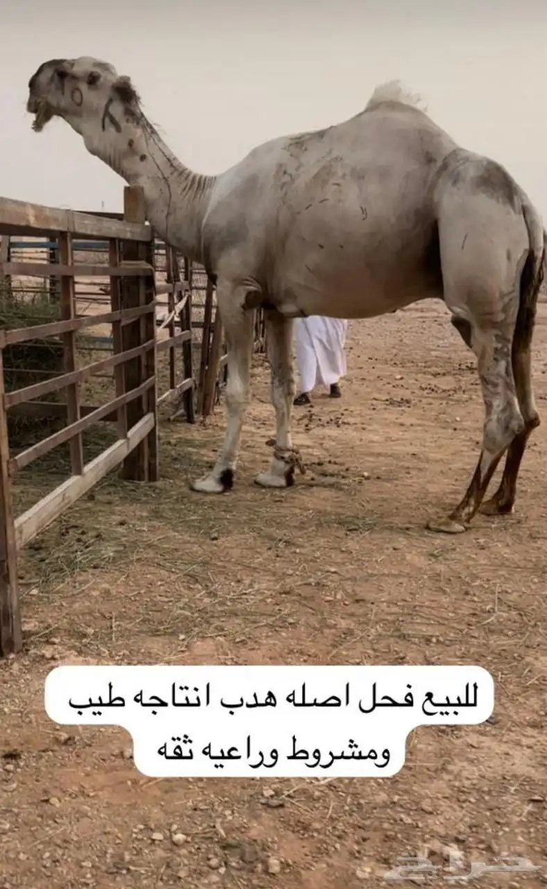 فحل أوضح على سلالات الهدب 0