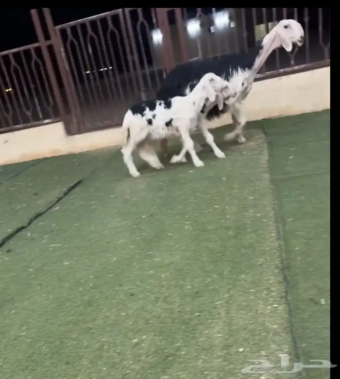نجديه خلفه 0