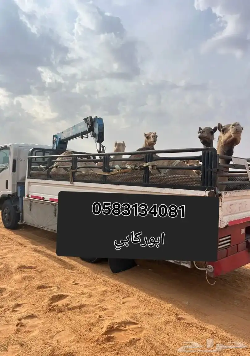 ابل نقل دنا كرين ونش لنقل الابل جميع المشاوير داخل وخارج index