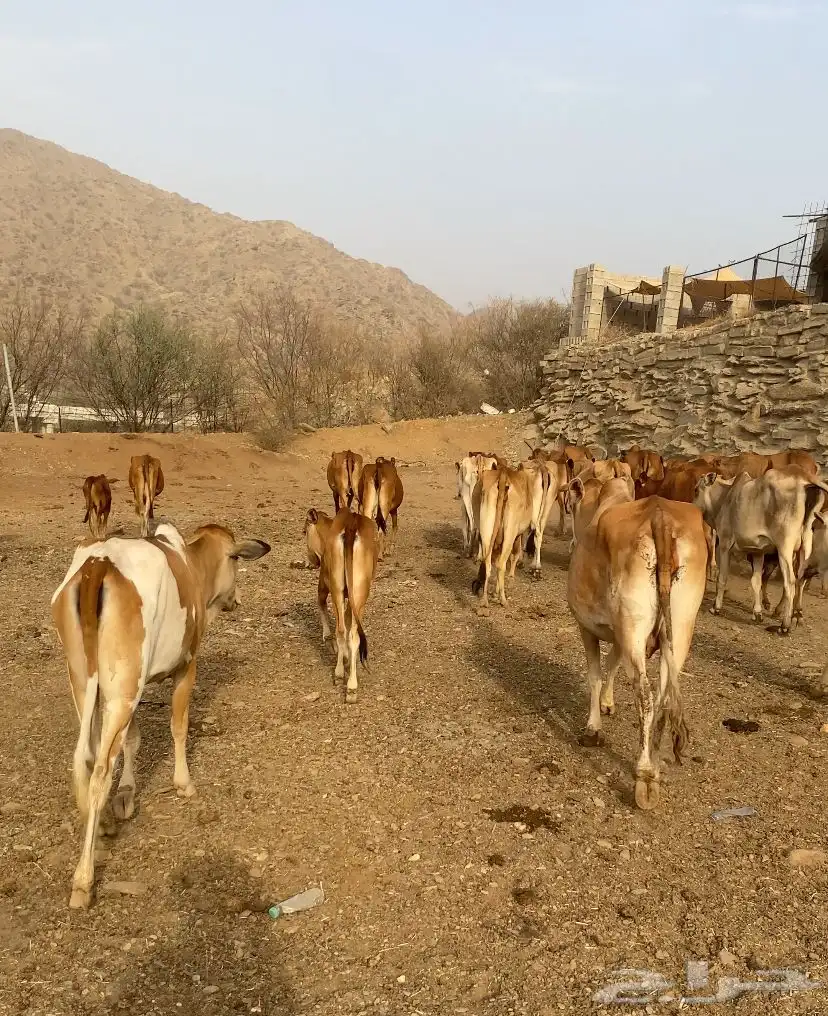 بقر مراح 28 0