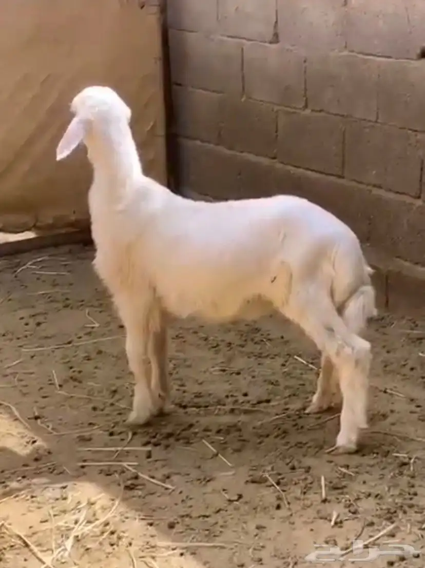 خروف اصفر على الشارعين index