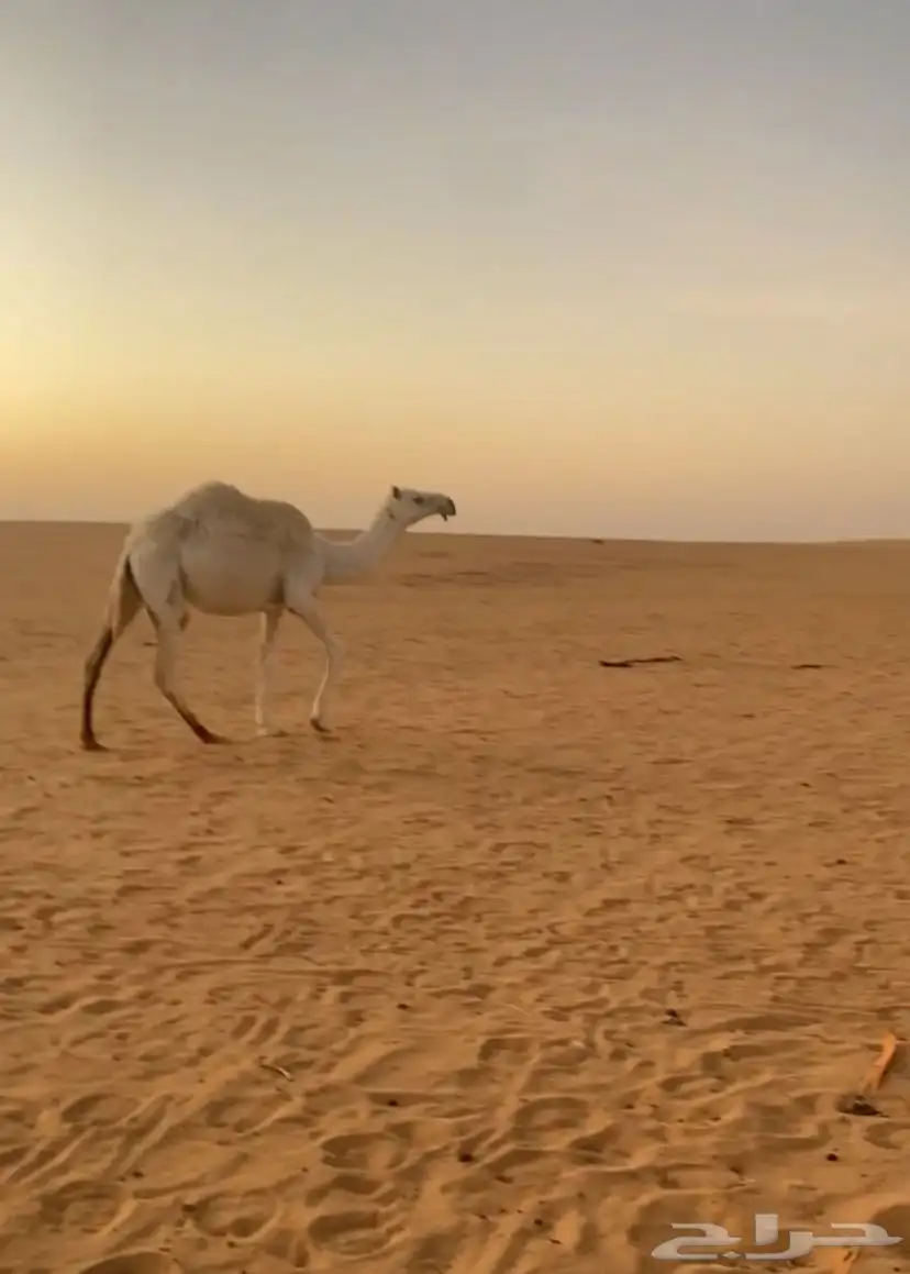 بكره وضحا قصب مقنوي اللي يبي 1
