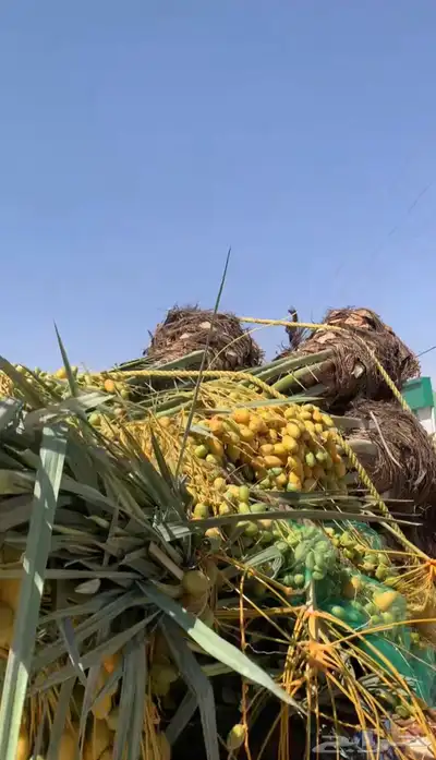 خلاص مجدول صقعي 0
