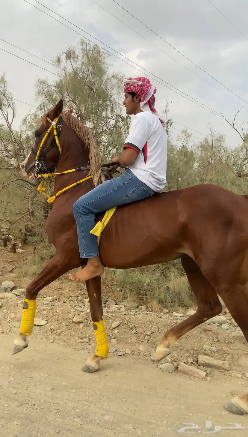حصان شعبي index