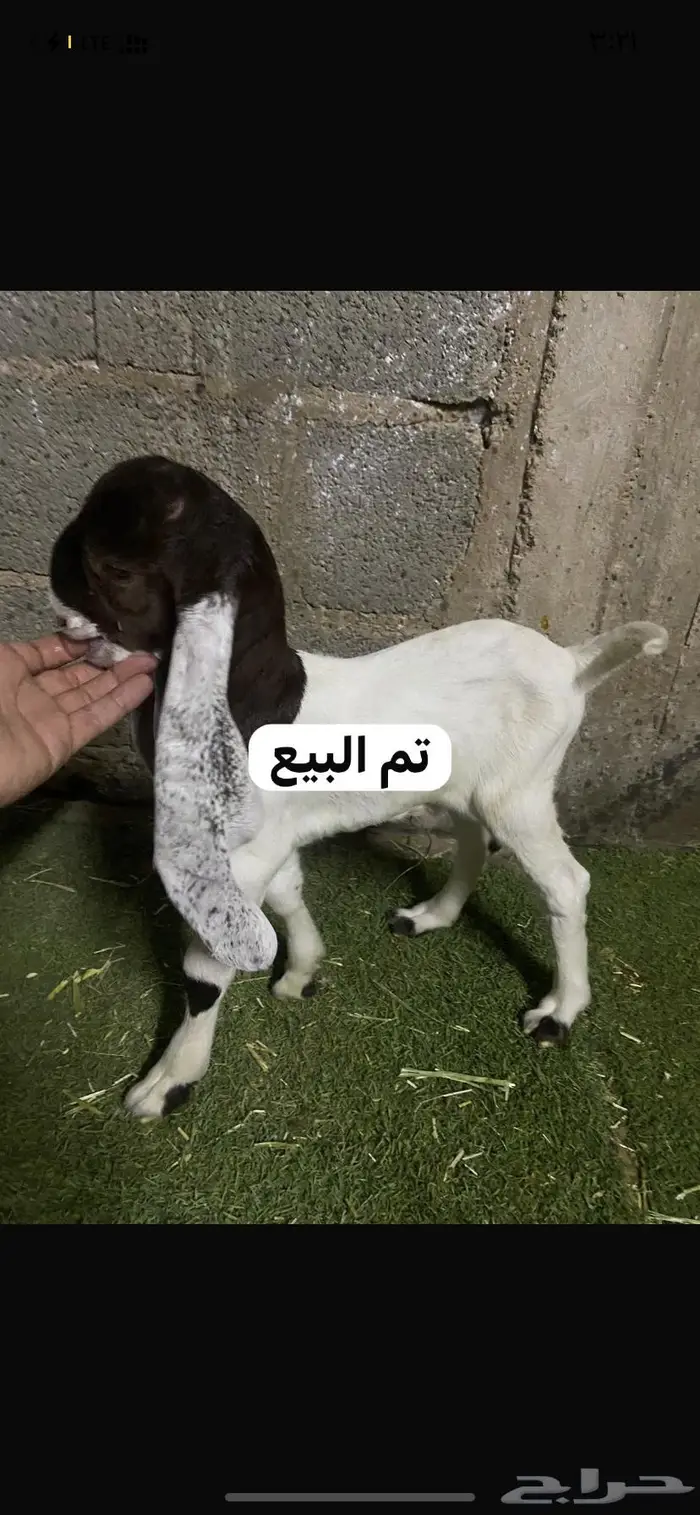 للبيع تيس داغور شق3 1