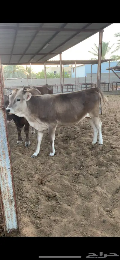 عجله مقنوي سويسري براون صغيره index