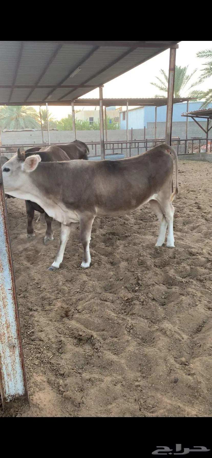 عجله مقنوي سويسري براون صغيره 1