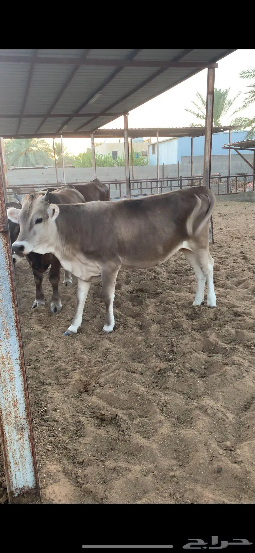 عجله مقنوي سويسري براون صغيره 2