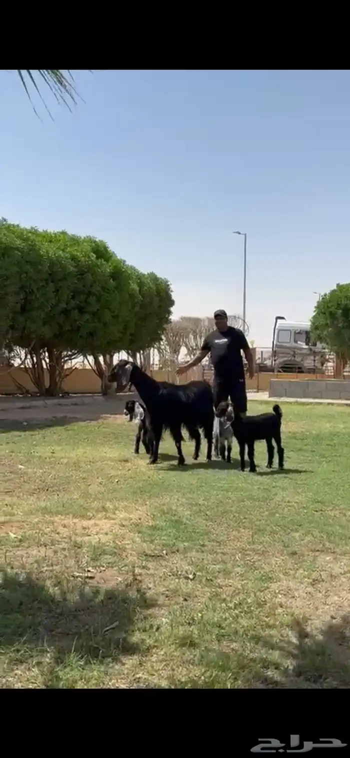 للبيع مصريه متوم تحته 3 جفرتين تيس 2