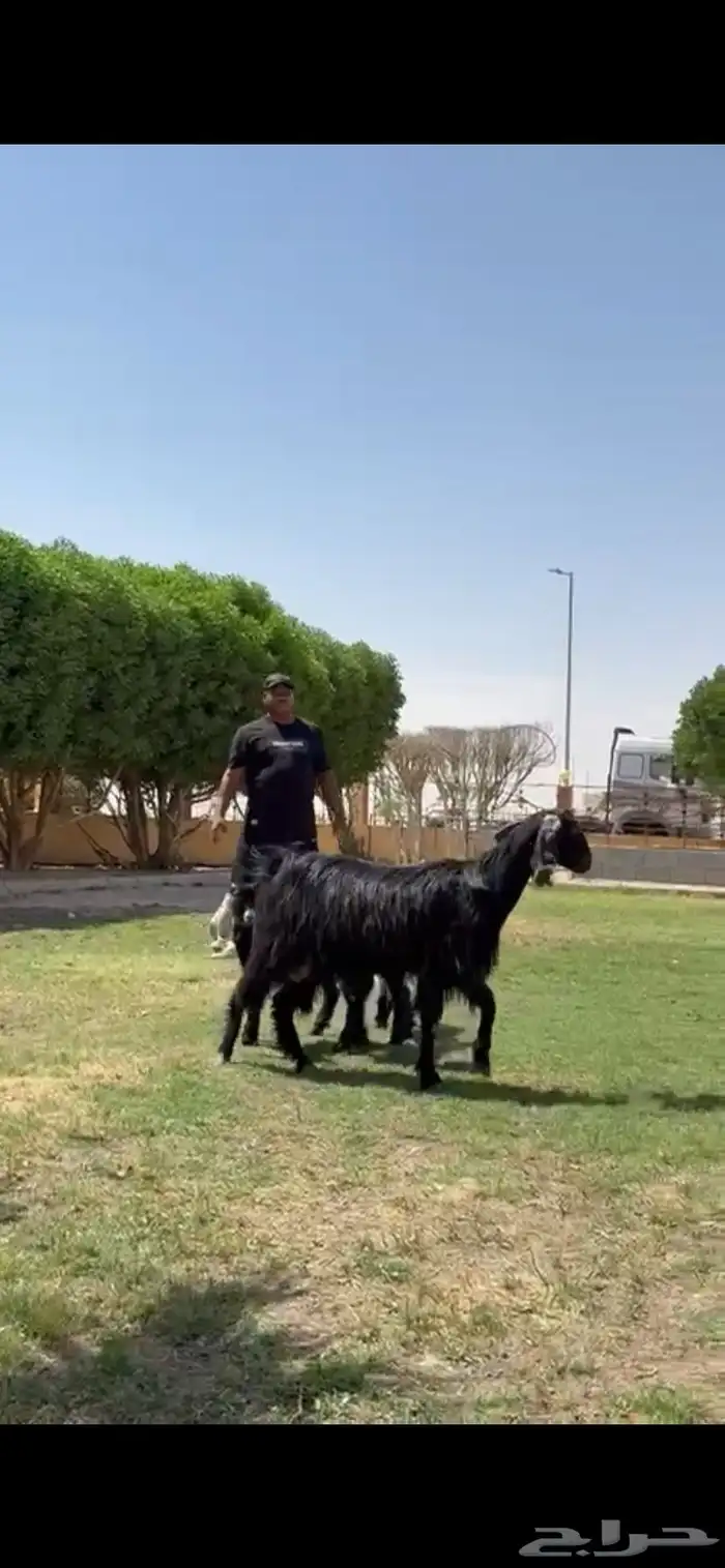 للبيع مصريه متوم تحته 3 جفرتين تيس 9